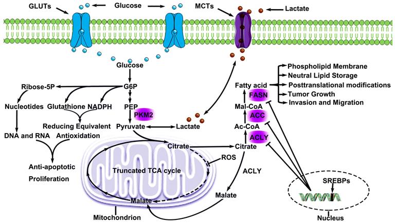 J Cancer Image