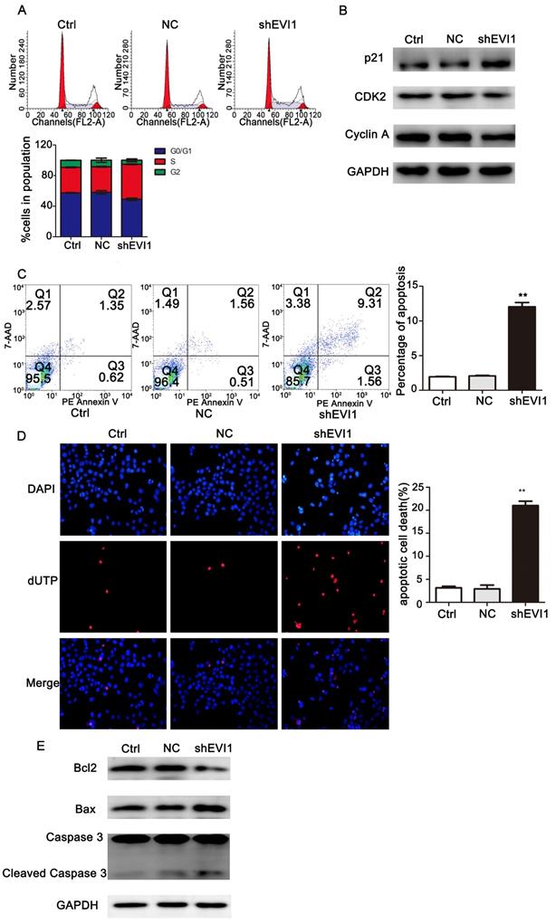 J Cancer Image