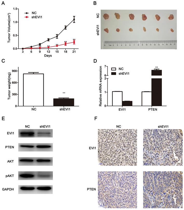 J Cancer Image