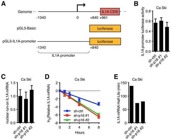 J Cancer Image