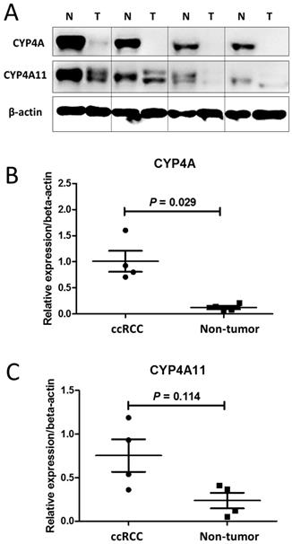 J Cancer Image