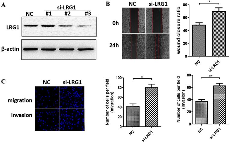 J Cancer Image