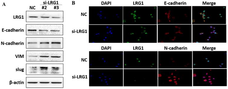 J Cancer Image