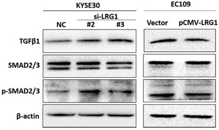 J Cancer Image