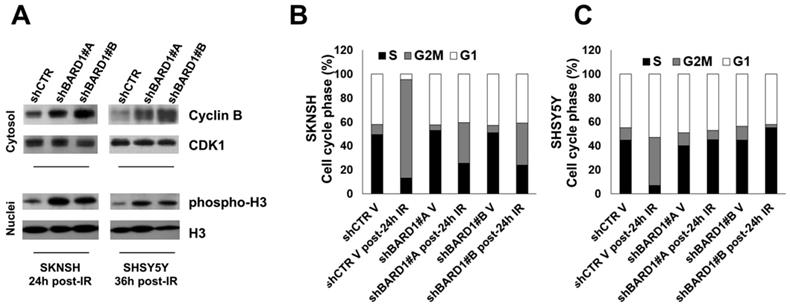 J Cancer Image