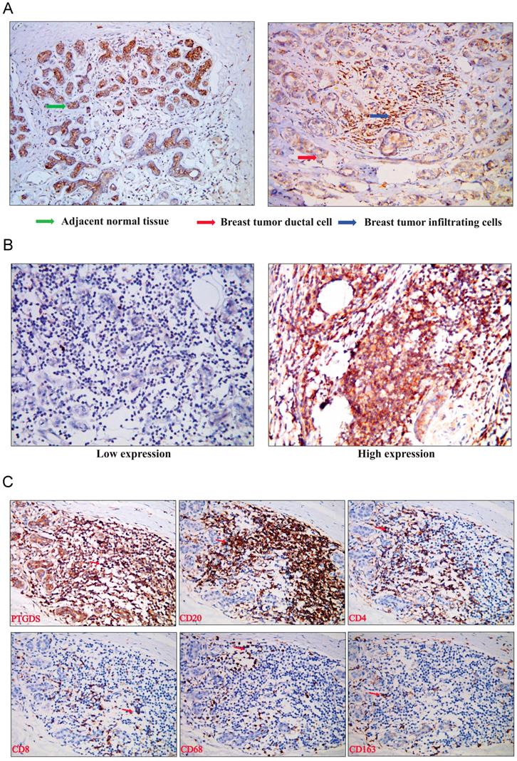 J Cancer Image