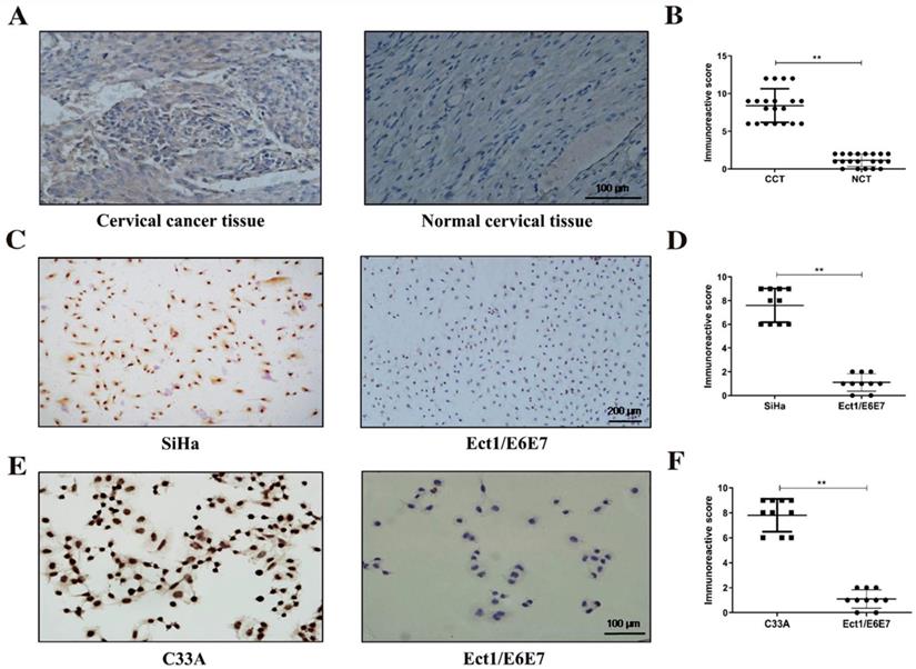 J Cancer Image