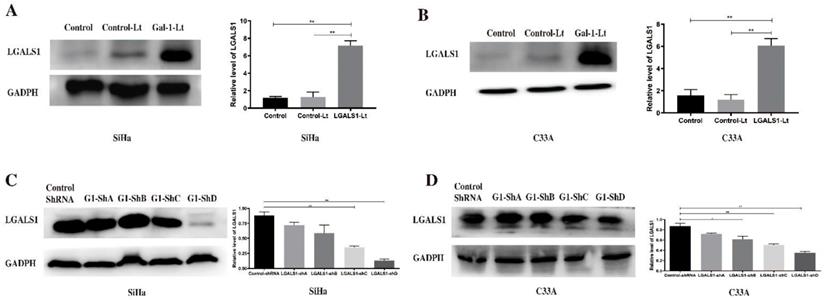 J Cancer Image