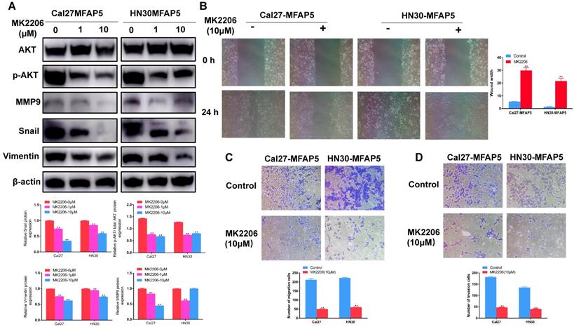 J Cancer Image