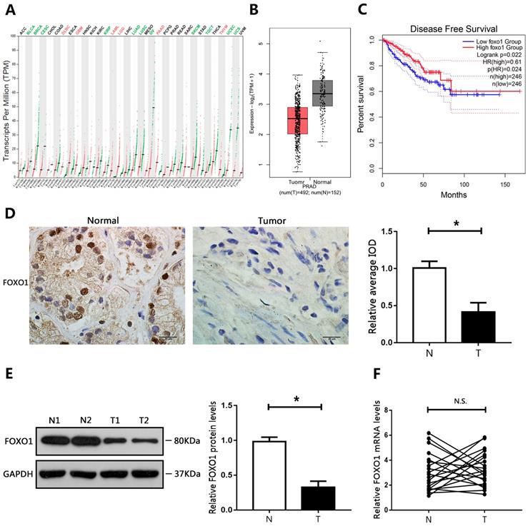 J Cancer Image