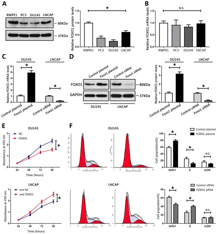 J Cancer Image