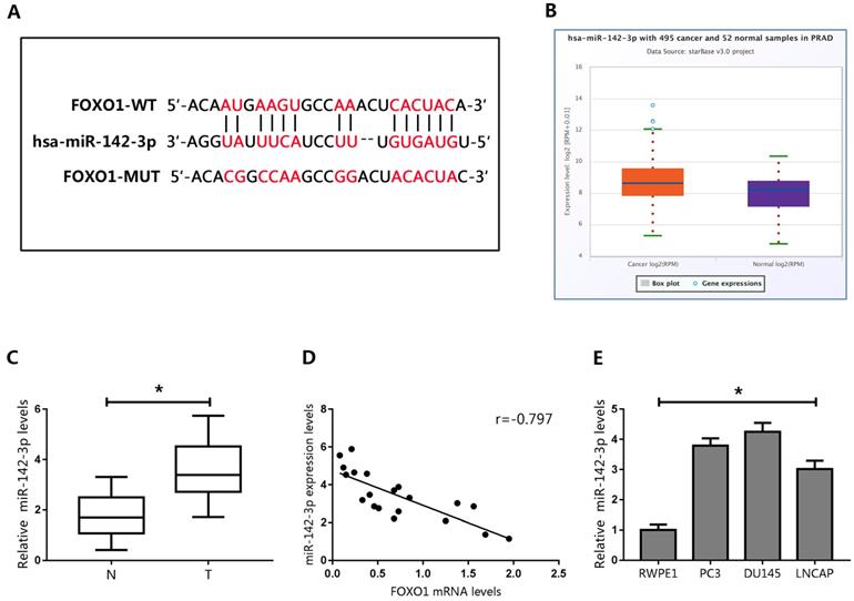 J Cancer Image