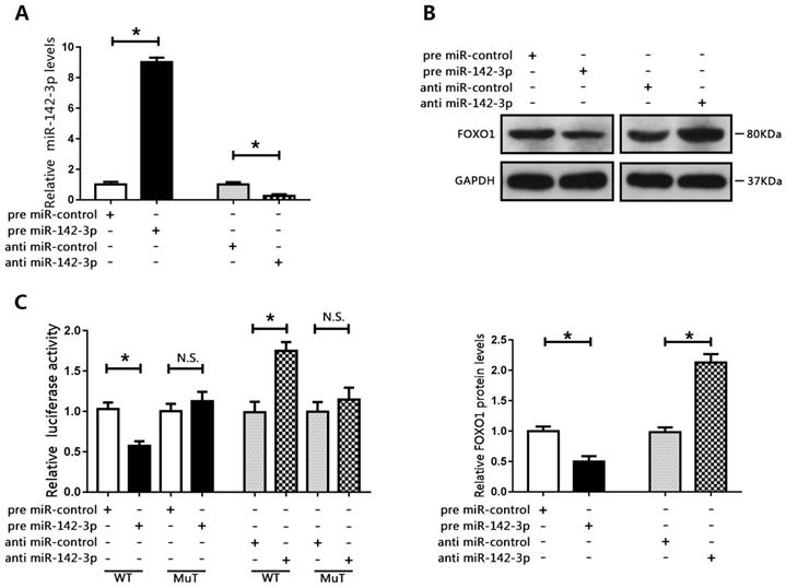 J Cancer Image