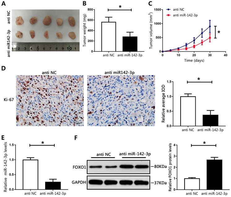 J Cancer Image