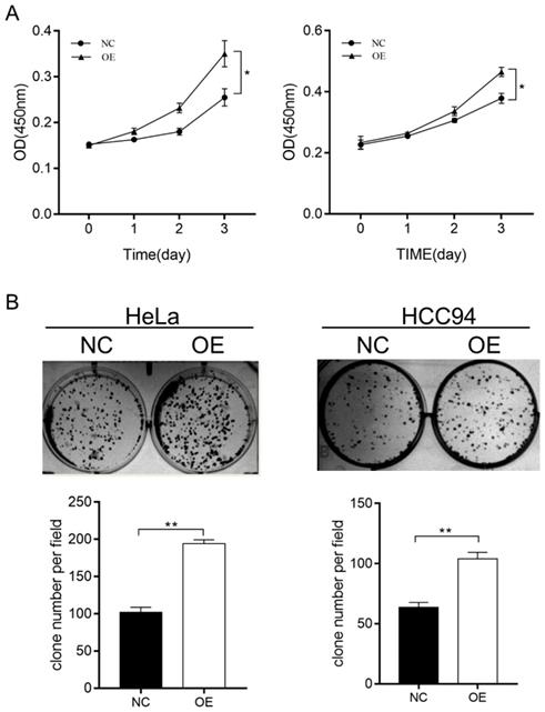 J Cancer Image