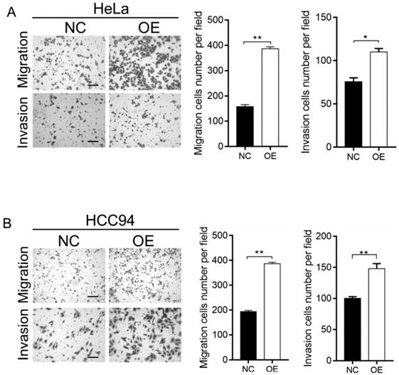 J Cancer Image