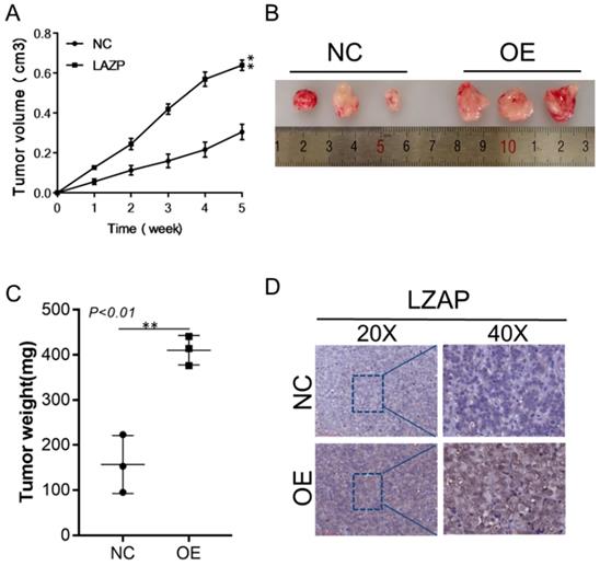 J Cancer Image