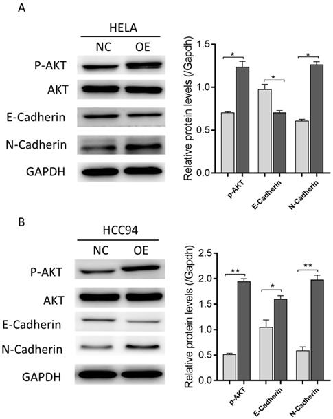 J Cancer Image