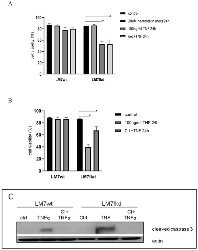 J Cancer Image