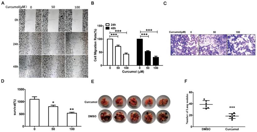 J Cancer Image