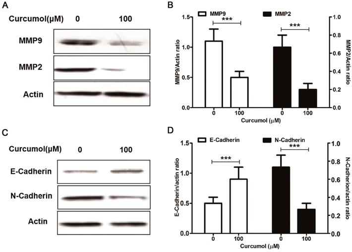 J Cancer Image