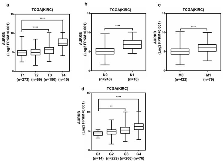 J Cancer Image