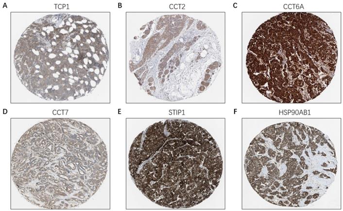 J Cancer Image