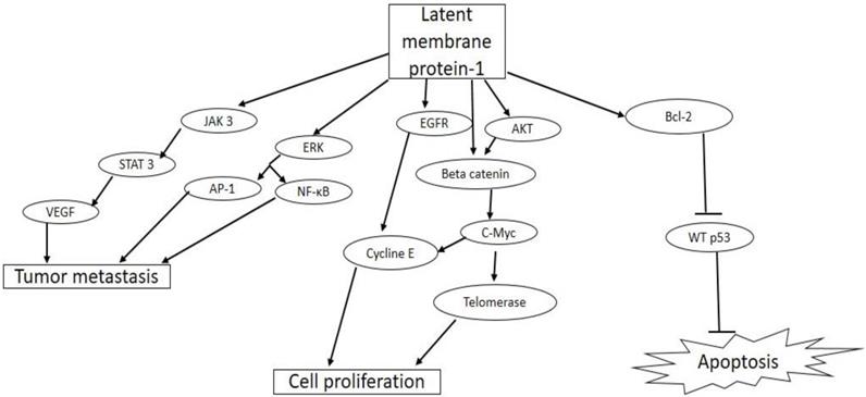 J Cancer Image