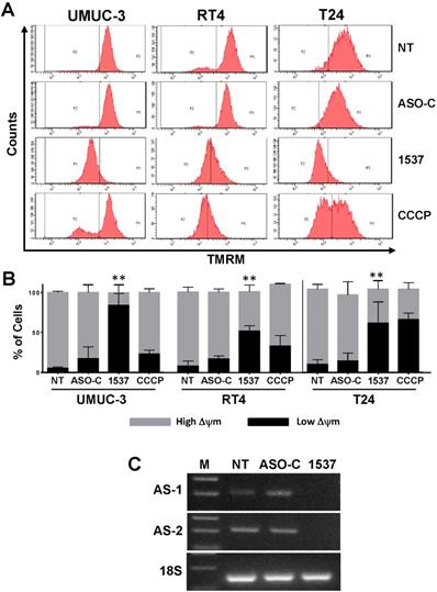 J Cancer Image