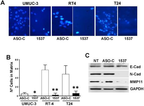 J Cancer Image