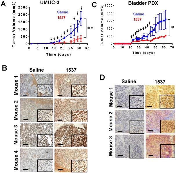 J Cancer Image