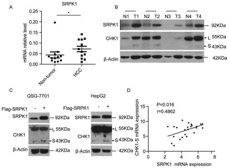 J Cancer Image