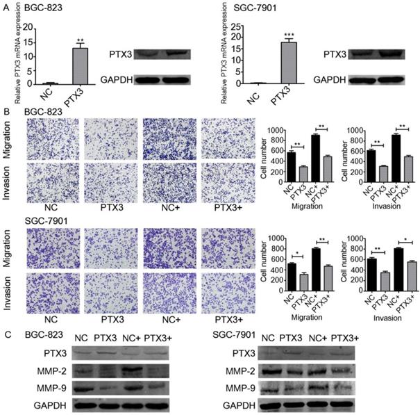 J Cancer Image