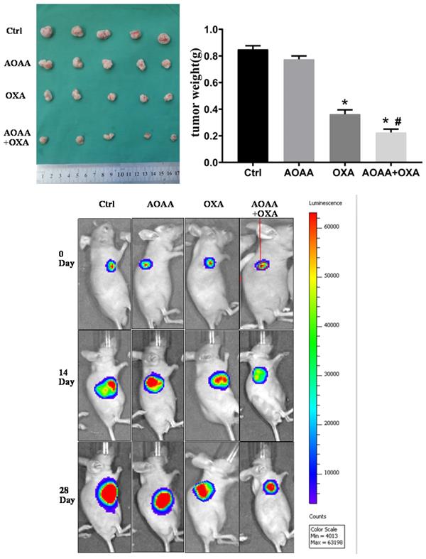 J Cancer Image