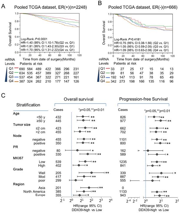 J Cancer Image