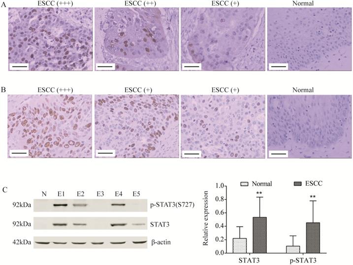 J Cancer Image