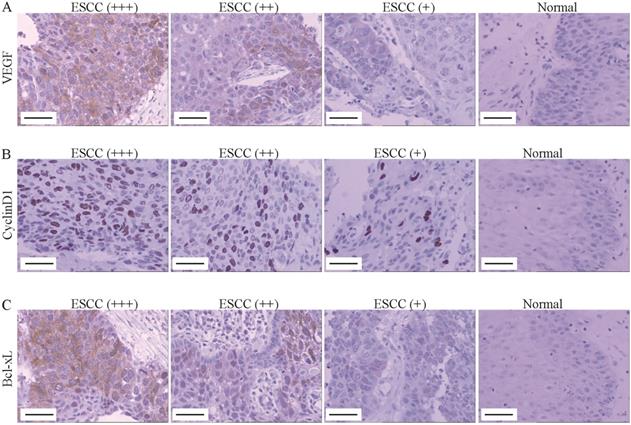 J Cancer Image