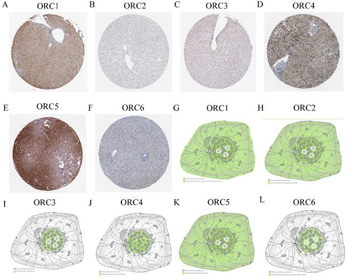 J Cancer Image