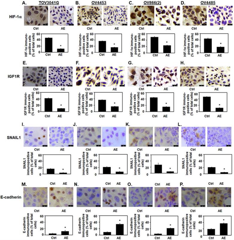 J Cancer Image