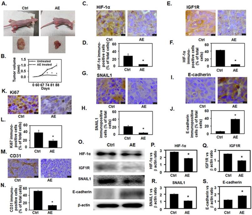 J Cancer Image