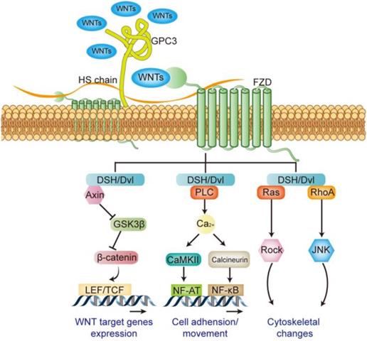 J Cancer Image