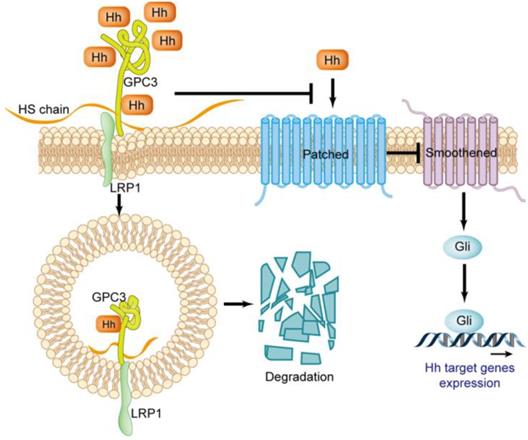 J Cancer Image