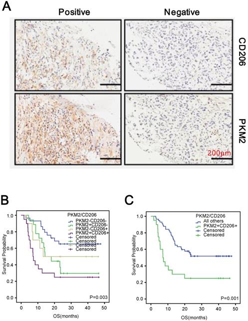 J Cancer Image