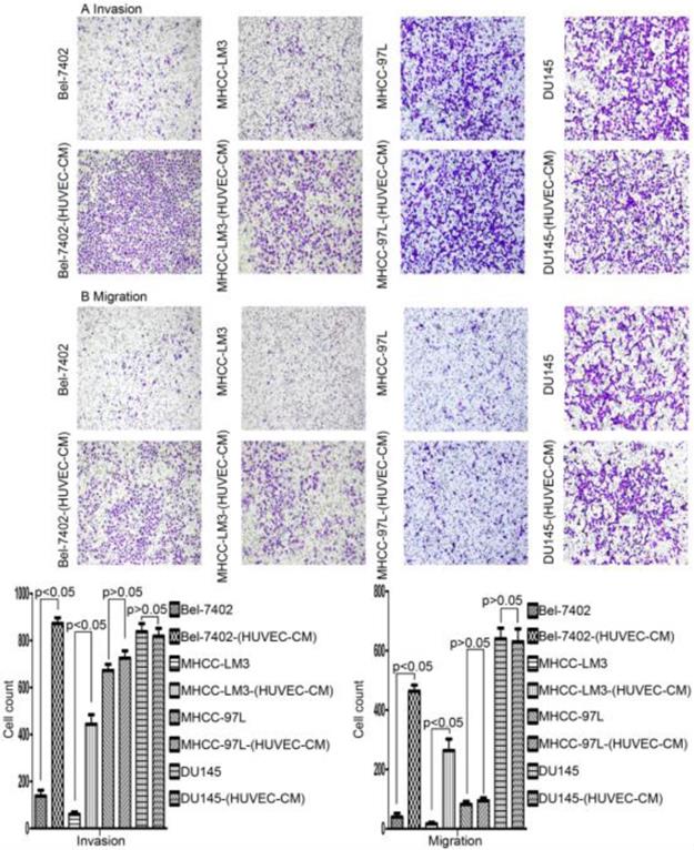 J Cancer Image