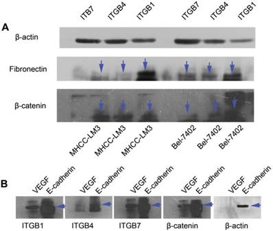 J Cancer Image