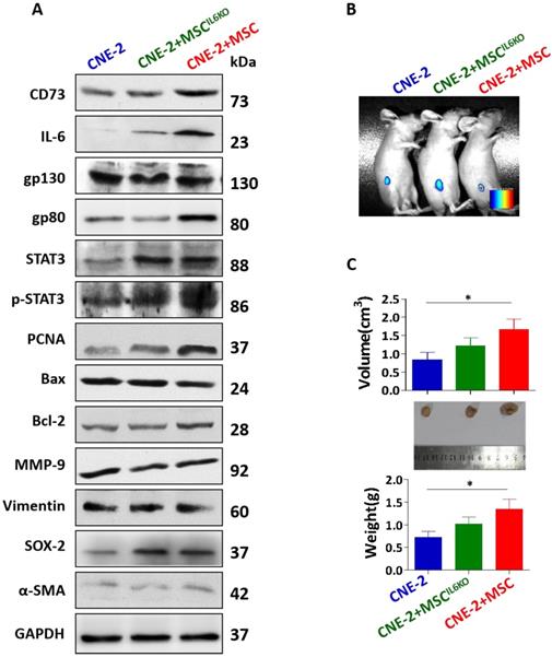 J Cancer Image