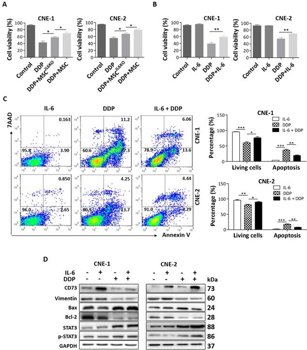 J Cancer Image