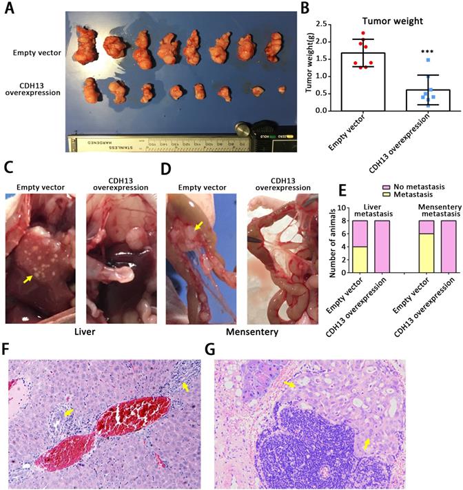 J Cancer Image