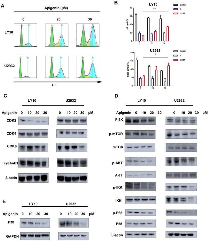 J Cancer Image