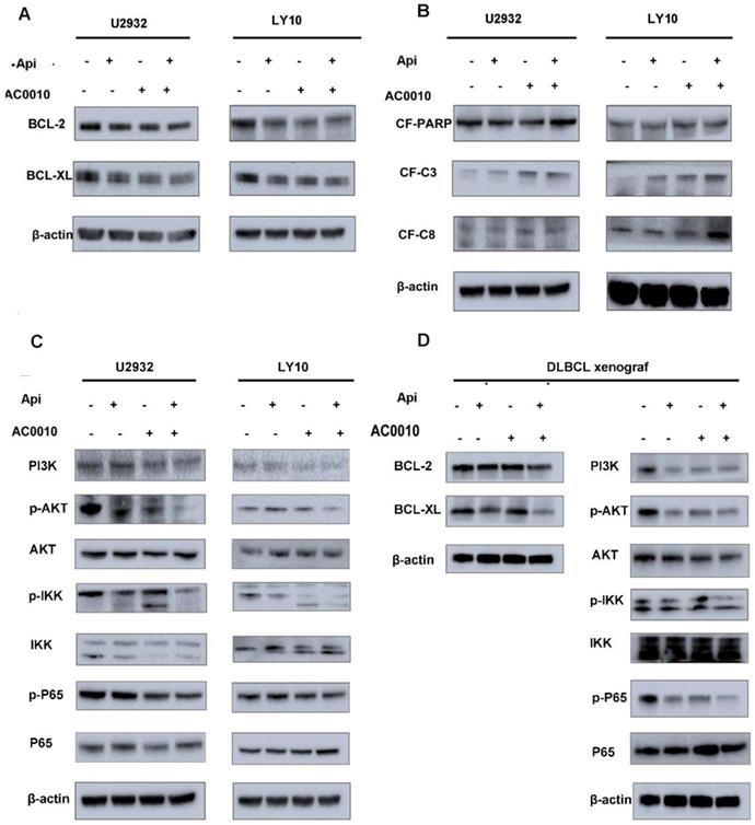 J Cancer Image